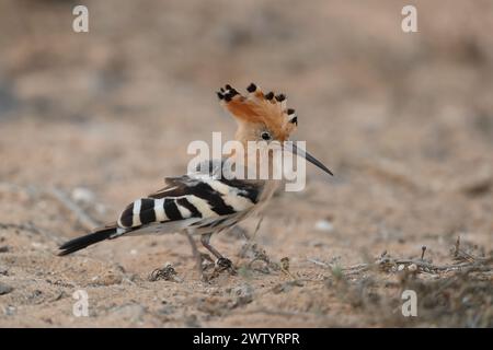 Les hoopoes sont une autre espèce avec des populations sédentaires et des oiseaux migrateurs. C'est une espèce commune aux îles Canaries Banque D'Images