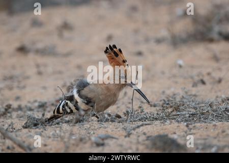 Les hoopoes sont une autre espèce avec des populations sédentaires et des oiseaux migrateurs. C'est une espèce commune aux îles Canaries Banque D'Images