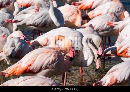 Flamants roses au repos (Phoenicopterus roseus), Occitanie - France Banque D'Images