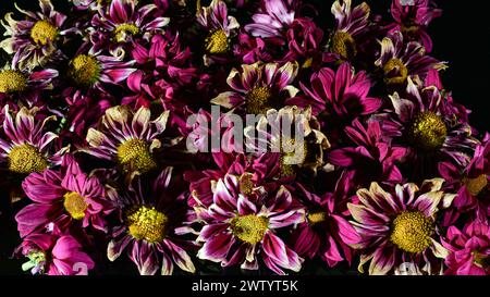 Fleurs fanées de chrysanthèmes roses sur fond noir. Vue de dessus. Banque D'Images