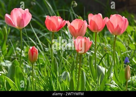 Fleurs printanières roses récemment ouvertes de tulipe, tulipa Darwin Hybrid 'Mystick Van Eijk' poussant dans l'herbe dans le jardin britannique mars Banque D'Images