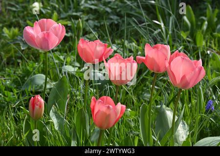 Fleurs printanières roses récemment ouvertes de tulipe, tulipa Darwin Hybrid 'Mystick Van Eijk' poussant dans l'herbe dans le jardin britannique mars Banque D'Images