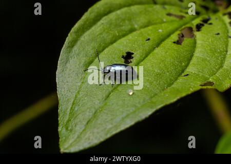Plan en gros plan d'un coléoptère altica au bord d'une feuille verte. Banque D'Images