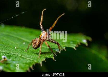 L'araignée Xysticus est sur une feuille verte. Environnement naturel, journée ensoleillée d'été. Banque D'Images