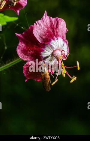 Empis tesselata Dance Fly sur une plante. Banque D'Images