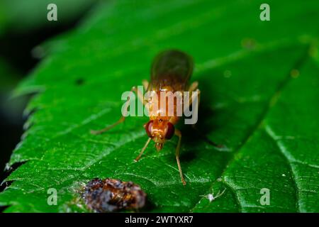 Mouche commune mâle des fruits Drosophila melanogaster assise sur un brin d'herbe avec fond de feuillage vert. Banque D'Images