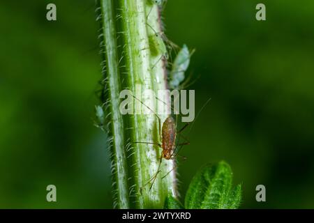 Macrosiphum rosae, le puceron rose est un puceron de la famille des Aphididae, Hemiptera. Banque D'Images