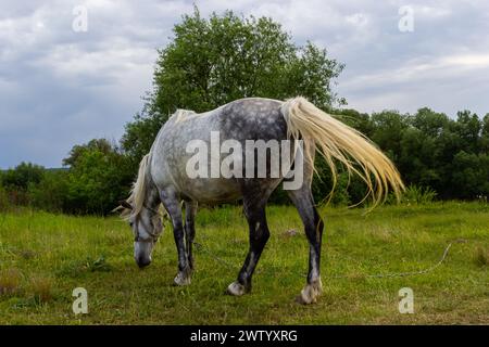 Un beau cheval gris blanc reste calme en pâturant sur un champ d'herbe verte ou un pâturage, ses oreilles vers le haut et la tête vers le bas. Fond de paysage rural. Banque D'Images