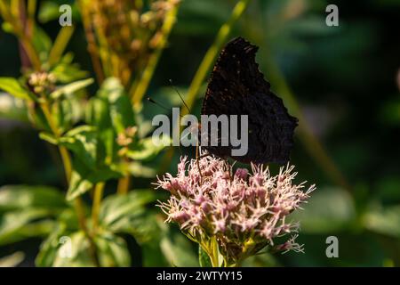 Papillon aglais io avec de grandes taches sur les ailes se trouve sur une prairie de bleuet. Banque D'Images