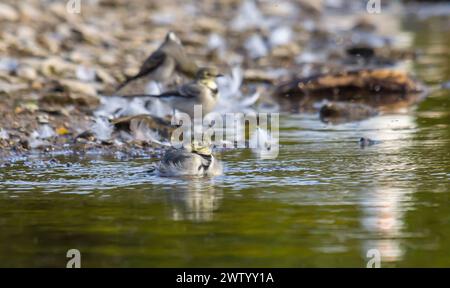 Motacilla alba - la queue blanche, est une petite espèce d'oiseau de passereau de la famille des Motacillidae. Banque D'Images