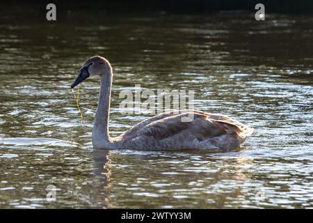 Cygnus olor, cygne nageant dans l'eau. Banque D'Images