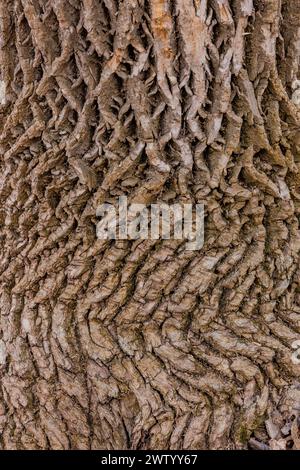 Motifs d'écorce de noyer noir près de la base d'un grand spécimen dans le Pilot Knob State Park, Iowa, États-Unis Banque D'Images