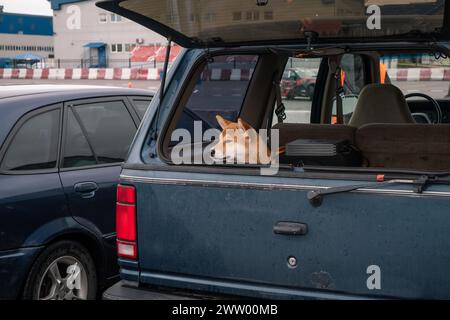 Chien dans le coffre d'une voiture dans le parking regarde sur le côté Banque D'Images