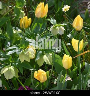 Fleurs printanières jaunes récemment ouvertes de tulipe, tulipa Triumph 'Yokohama' narcissi et hellebores poussant dans le jardin britannique mars Banque D'Images