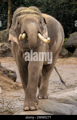 Grand éléphant d'Asie mâle Banque D'Images