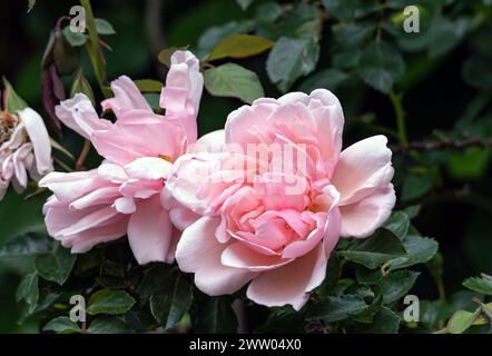 Deux bourgeons florissants Roses Morgengruss entourés de feuillage vert d'un buisson, dans le jardin. Rosa Felicia Albertine. Fleurs de couleur rose saumon, close u Banque D'Images