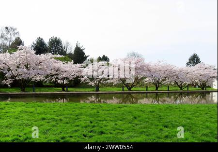 Blick auf die Zierkirschenallee laengs des Teiches zum Museum der Langen Foundation in Hombroich Zierkirschenallee Langen Foundation Hombroich *** vue de l'avenue des cerises ornementales le long de l'étang jusqu'au Langen Foundation Museum in Hombroich Ornamental Cherry Avenue Langen Foundation Hombroich Banque D'Images