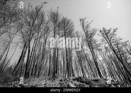 Portugal, District de Coimbra, près de Góis, colline avec les restes de pins brûlés lors des incendies dévastateurs de 2017 Banque D'Images