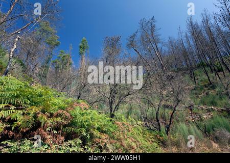 Portugal, District de Coimbra, près de Góis, Coiços, terrasse Hillside avec les restes de pins brûlés lors des incendies dévastateurs de 2017 Banque D'Images