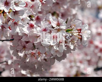 Edo higan, cerisier pleureux, cerisier d'automne, Prunus subhirtella, Higan-díszcseresznye, Japon, Asie Banque D'Images