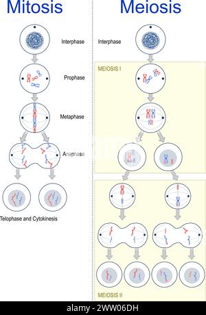 Division cellulaire. différences entre mitose et méiose. Cycle cellulaire. Variation génétique. Illustration vectorielle Illustration de Vecteur