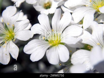 Neige en été, Filziges Hornkraut, Céraiste cotonneux, Cerastium tomentosum, molyhos madárhúr, Hongrie, Magyarország, Europe Banque D'Images