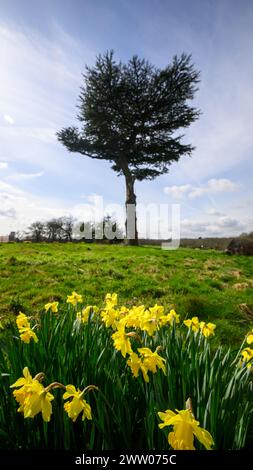 Watford, Royaume-Uni, le 20 mars 2024, c'est l'équinoxe de printemps et le soleil est arrivé dans le parc Cassiobury de Watford. La température a atteint 17,8c à Watford, ce qui en fait la journée la plus chaude de l'année jusqu'à présent., Andrew Lalchan Photography/Alamy Live News Banque D'Images