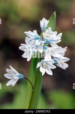 Squill rayé, squill libanais, Puschkinie, Kegelblume, Puschkinia scilloides, Puskin-Virág, Hongrie, Magyarország, Europe Banque D'Images