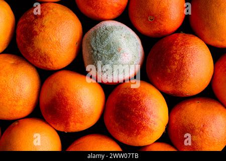 Orange sanguine moisie dans un groupe d'oranges sanguines : vue aérienne de plusieurs oranges framboises entières avec un agrume pourri dans le bouquet Banque D'Images
