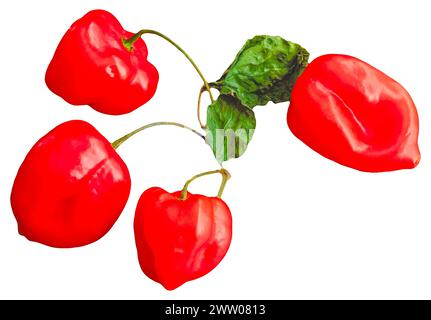 Groupe de poivrons Scotch Bonnet sur fond blanc : grappe de quatre poivrons rouges des Caraïbes avec des feuilles et des tiges isolées avec un fond blanc Banque D'Images