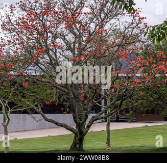 Insolite bel arbre exotique Erythrina caffra, corallodendron. Flore africaine, arbre de floraison de corail, sans feuilles, grandes fleurs orange rouge vif. SPR Banque D'Images