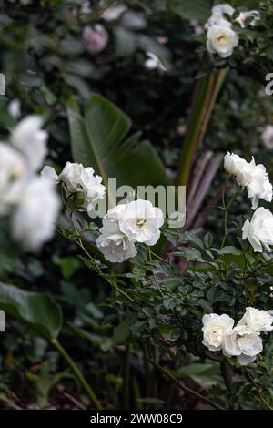 Fond d'écran botanique, fleurs blanches Iceberg roses fond d'écran Bush, belle floribunda Bush, jardin botanique en pleine croissance, parc extérieur. délicat, fleur Banque D'Images