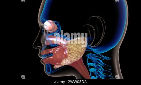 Anatomie de l'oesophage humain pour l'illustration 3D du concept médical Banque D'Images