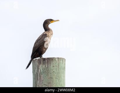 Une vue latérale d'un cormoran simple à double crête perché au-dessus d'un empilement avec un fond propre. Banque D'Images