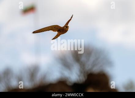 Bulgarie Lekvo Saker Mountians 20 mars 2024 ; petits Cestrels très rares dans le pays et protégés par la loi sur la biodiversité. Catégorie de préoccupation de conservation avec moins de 50 couples reproducteurs, petites espèces de faucons un allié utile de l'agriculteur dans la lutte contre les ravageurs dans les paysages agricoles :Clifford Norton Alamy Live News Banque D'Images