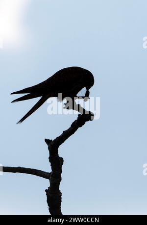Bulgarie Lekvo Saker Mountians 20 mars 2024 ; petits Cestrels très rares dans le pays et protégés par la loi sur la biodiversité. Catégorie de préoccupation de conservation avec moins de 50 couples reproducteurs, petites espèces de faucons un allié utile de l'agriculteur dans la lutte contre les ravageurs dans les paysages agricoles :Clifford Norton Alamy Live News Banque D'Images