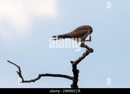 Bulgarie Lekvo Saker Mountians 20 mars 2024 ; petits Cestrels très rares dans le pays et protégés par la loi sur la biodiversité. Catégorie de préoccupation de conservation avec moins de 50 couples reproducteurs, petites espèces de faucons un allié utile de l'agriculteur dans la lutte contre les ravageurs dans les paysages agricoles :Clifford Norton Alamy Live News Banque D'Images