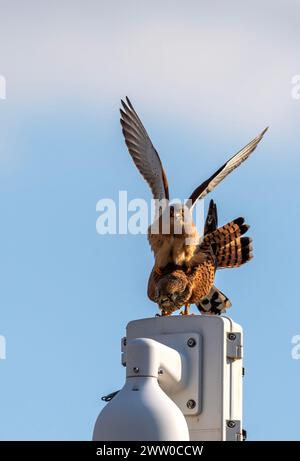 Bulgarie Lekvo Saker Mountians 20 mars 2024 ; petits Cestrels très rares dans le pays et protégés par la loi sur la biodiversité. Catégorie de préoccupation de conservation avec moins de 50 couples reproducteurs, petites espèces de faucons un allié utile de l'agriculteur dans la lutte contre les ravageurs dans les paysages agricoles :Clifford Norton Alamy Live News Banque D'Images