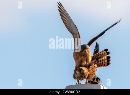 Bulgarie Lekvo Saker Mountians 20 mars 2024 ; petits Cestrels très rares dans le pays et protégés par la loi sur la biodiversité. Catégorie de préoccupation de conservation avec moins de 50 couples reproducteurs, petites espèces de faucons un allié utile de l'agriculteur dans la lutte contre les ravageurs dans les paysages agricoles :Clifford Norton Alamy Live News Banque D'Images