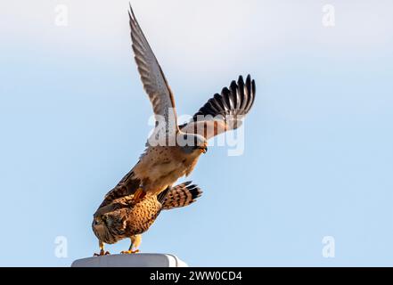 Bulgarie Lekvo Saker Mountians 20 mars 2024 ; petits Cestrels très rares dans le pays et protégés par la loi sur la biodiversité. Catégorie de préoccupation de conservation avec moins de 50 couples reproducteurs, petites espèces de faucons un allié utile de l'agriculteur dans la lutte contre les ravageurs dans les paysages agricoles :Clifford Norton Alamy Live News Banque D'Images