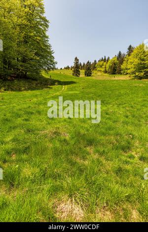 Pré de montagne Hala Rycerzowa dans les montagnes Beskid Zywiecki au printemps en Pologne près des frontières avec la Slovaquie Banque D'Images