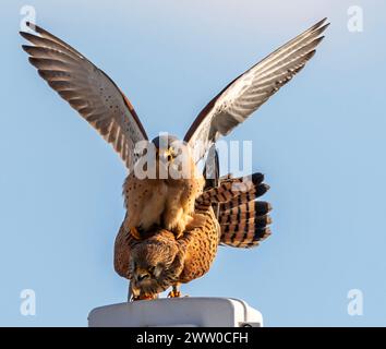 Bulgarie Lekvo Saker Mountians 20 mars 2024 ; petits Cestrels très rares dans le pays et protégés par la loi sur la biodiversité. Catégorie de préoccupation de conservation avec moins de 50 couples reproducteurs, petites espèces de faucons un allié utile de l'agriculteur dans la lutte contre les ravageurs dans les paysages agricoles :Clifford Norton Alamy Live News Banque D'Images