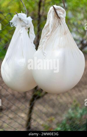 fabrication traditionnelle de fromage cottage Banque D'Images