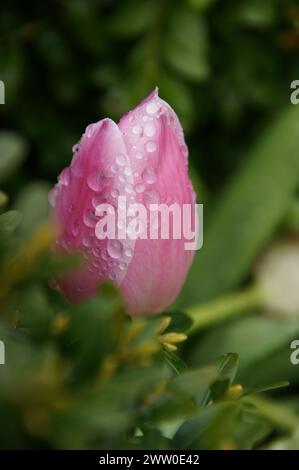 Une collection de pansies, Marguerites et Roses Banque D'Images