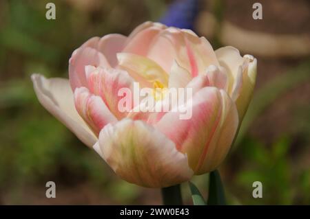 Une collection de pansies, Marguerites et Roses Banque D'Images