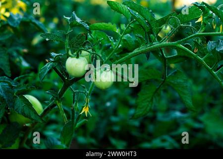 Tomates cerises mûrissant dans un verger pendant l'été. fermes biologiques. Banque D'Images