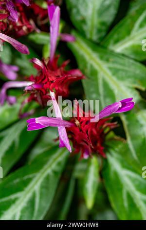 Délicieux Chlorophytum orchidastrum 'Orange vert'. Image de plante fleurie en gros plan naturelle. Insaisissable, ouverture des yeux, intéressant, séduisant, étonnant, Banque D'Images