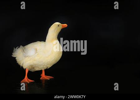 canard blanc sur fond noir Banque D'Images