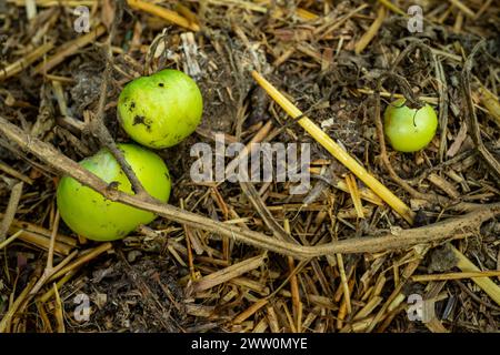 Mort des tomates malades. Tomates vertes sur un buisson sec. Banque D'Images