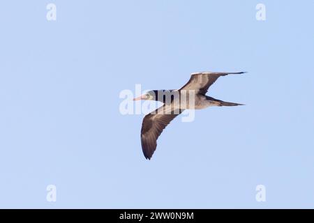 Femelle immature Brown Booby ( Sula leucogaster), Lambert's Bay, Bird Island, West Coast, Afrique du Sud un vagabond rare en Afrique du Sud Banque D'Images